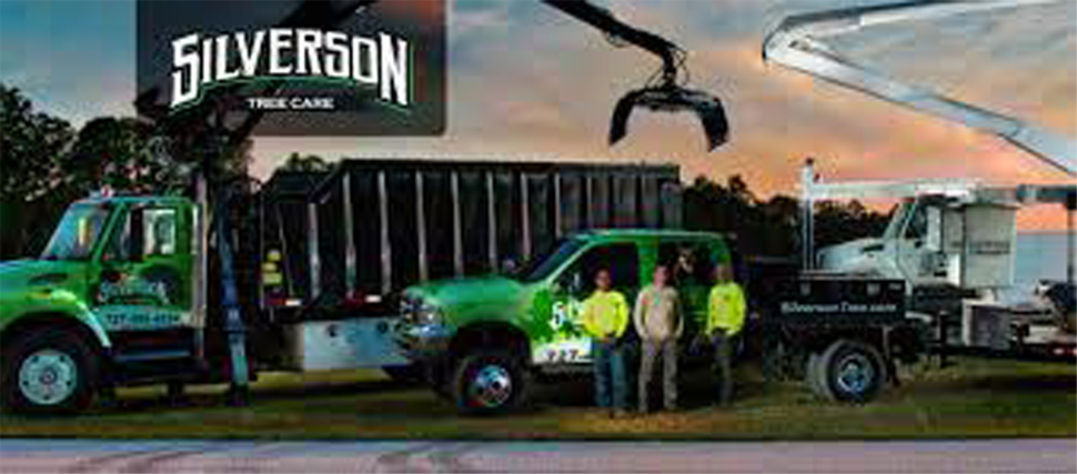Tree Removal Companies Pinellas Tampa Pasco
                      St. Petersburg, Florida - Silverson Tree Services